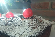 plumcake muesli 2.jpg
